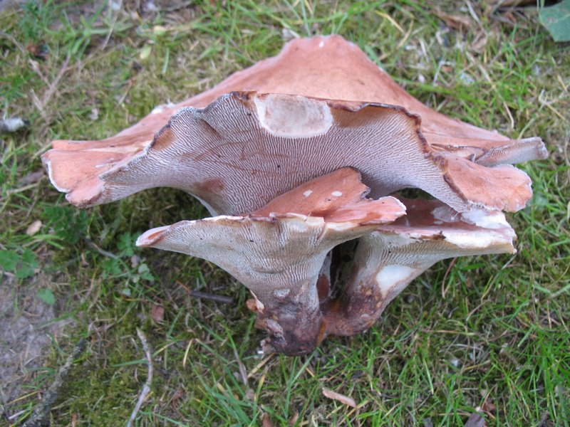 2009 Marais de la Voise 31